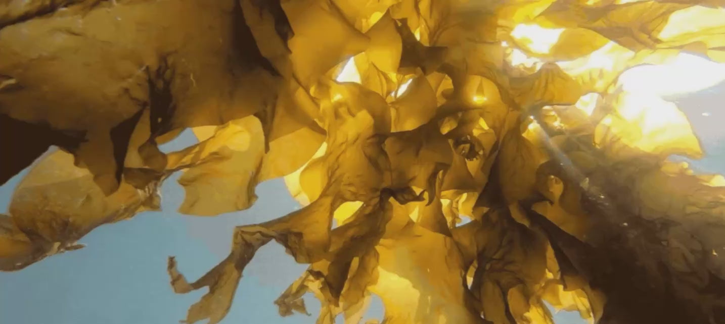 Alaskan Farms Big Kelp Hydration